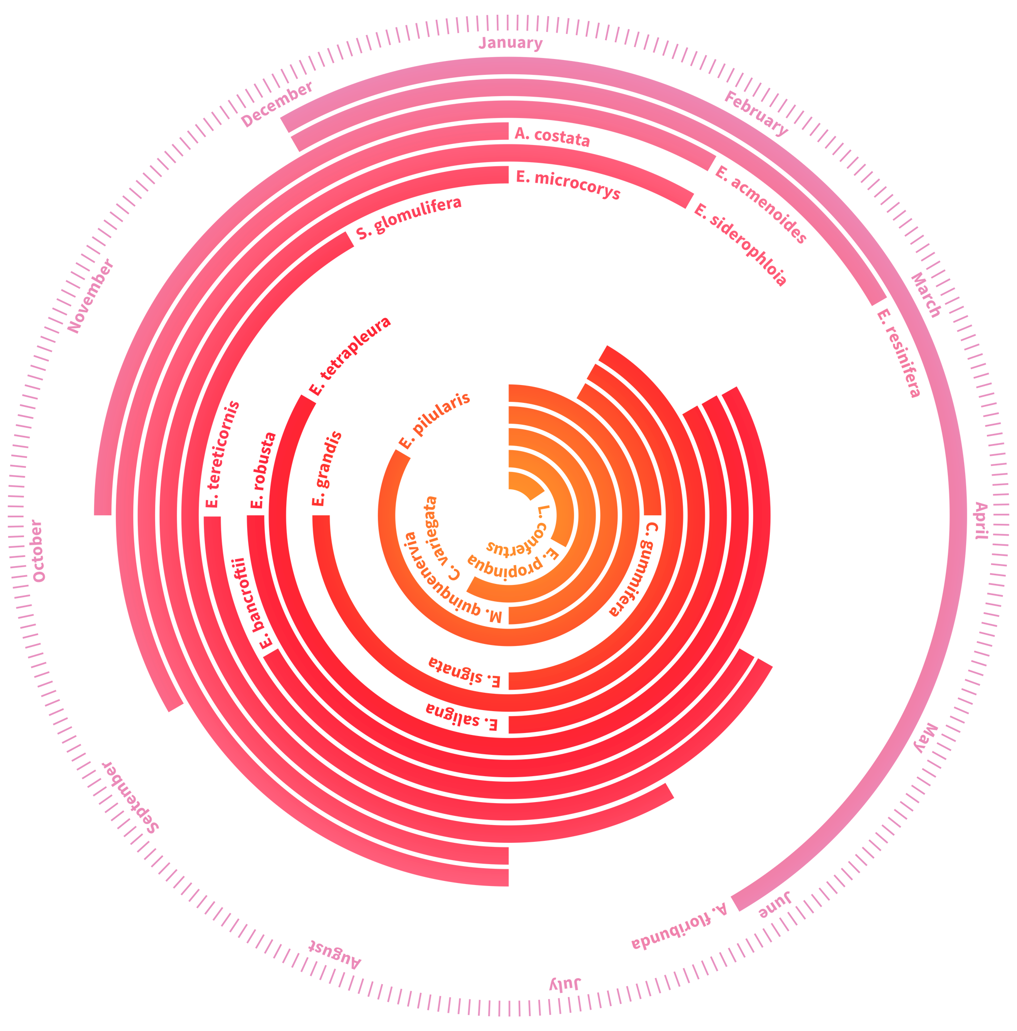 A phenology clock visualizing the flowering patterns of the eucalyptus trees observed in Law, Mackowski, Schoer, and Tweedie’s study.